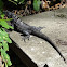 Black Iguana