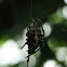 Spider - Unknown