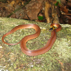 Red-Coffee Snake