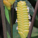 Rattle snake plant