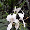 White ginger