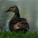 Mottled Duck