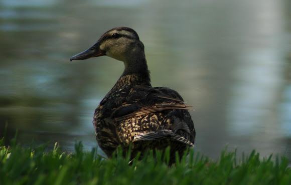 Spotting Image 1