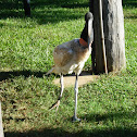 Jabiru
