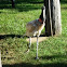 Jabiru