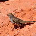 juvenile white crowned sparrow
