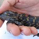 American alligator