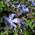 Chaenorrhinum