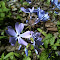 Chaenorrhinum