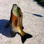 Rock Bass