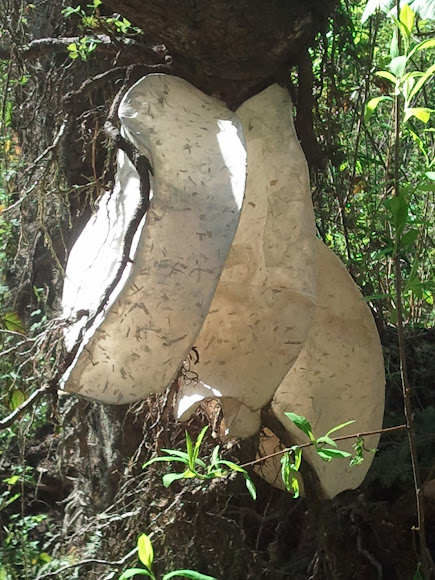Spotting Image 1