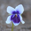 Native Violet