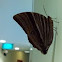 Palm King Butterfly