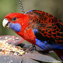 Crimson Rosella