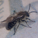 Spanish bee. Gibraltar bee. Abeja negra española