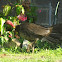 Australian brush turkey