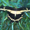 Giant Swallowtail