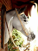 Cabezada Y Rienda Para Caballos