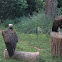 Lappet-faced Vulture
