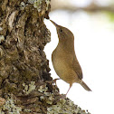 House Wren