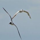 Royal Tern