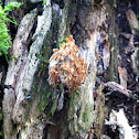 Crown-tipped coral fungus