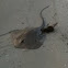 Southern Sting Ray