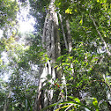 strangler fig