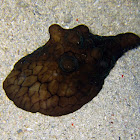 Coriocella nigra