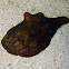 Coriocella nigra