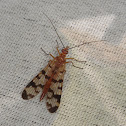 Female Scorpion Fly