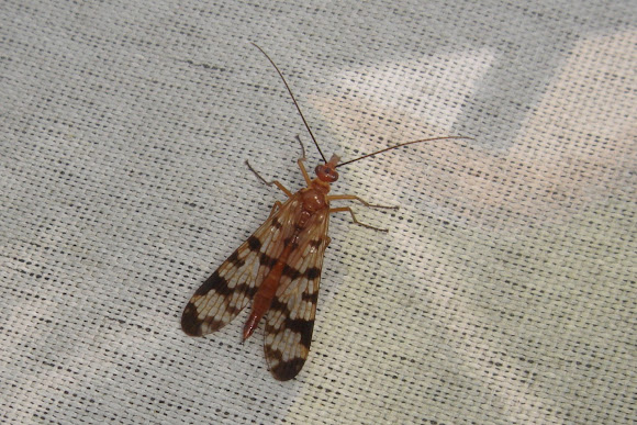 Spotting Image 1