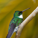 White-throated Hummingbird