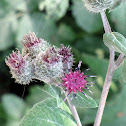 Woolly Burdock