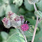 Woolly Burdock