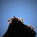Argentine Ant