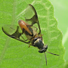 Fly