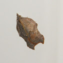 Notched-winged tortricid