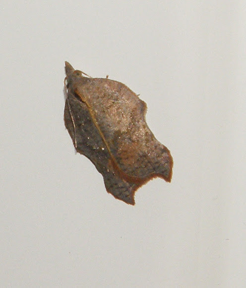 Spotting Image 1
