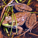 Northern Green Frog