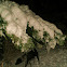 Taxus