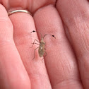 Euphorbia Bug