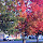 Trees of Granite City 2012