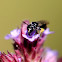 Carpenter Bee