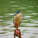 Black-crowned Night Heron