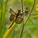 Widow Skimmer