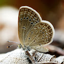 Dark Grass Blue