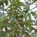 Pecan