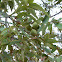 Pecan