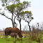 White Rhinoceros